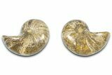 Jurassic Cut & Polished Nautilus (Cymatoceras) Fossil -Madagascar #365520-1